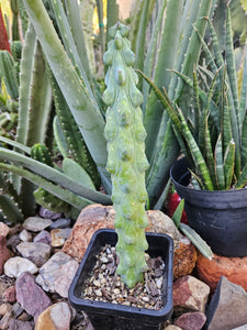 Boobie Cactus - Mrytillocacatus Geometrizans var. Fukurokuyuzinboku