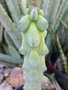 Boobie Cactus - Mrytillocacatus Geometrizans var. Fukurokuyuzinboku