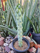 Load image into Gallery viewer, Boobie Cactus - Mrytillocacatus Geometrizans var. Fukurokuyuzinboku
