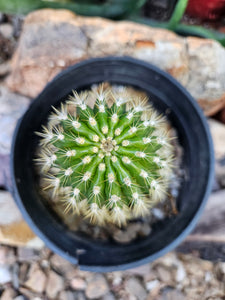 Tricocereus Grandiflorus - Amazing Grafting Stock!