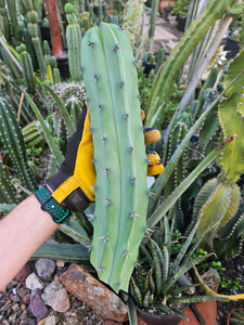 Myrtillocactus Cutting