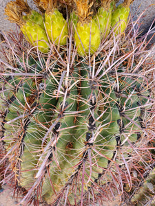 Fishhook Barrel Cactus Seeds