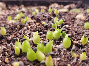 Fishhook Barrel Cactus Seeds